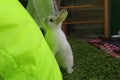 White rabbit trying to climb a chair bag