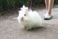 White rabbit on a walk