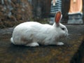 Bílý králík putování z dům 