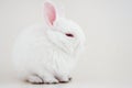 White rabbit on white background