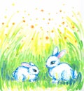 White rabbits