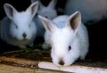 Little baby rabbits. Royalty Free Stock Photo