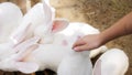 White rabbits jostle for food, a child's hand reaches out to the rabbits to stroke them.