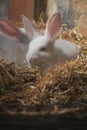 White rabbits resting in straw at a farm location Royalty Free Stock Photo