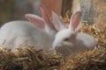 White rabbits resting in straw during sunny afternoon Royalty Free Stock Photo