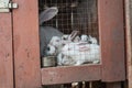 White rabbits sitting in a cage Royalty Free Stock Photo