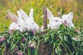 White rabbits in a wicker basket