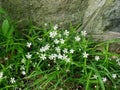the white flowers of Rabelera holostea look beautiful in this photo