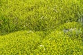 Yellow Goldmoss Sedum Torres del Paine National Park Chile