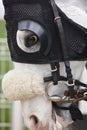 White race horse head with blinkers. Paddock area. Royalty Free Stock Photo