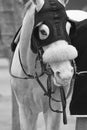 White race horse head with blinkers. Paddock area.