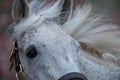 White Racehorse Royalty Free Stock Photo