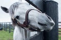 White Racehorse Royalty Free Stock Photo