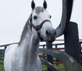 White Racehorse Royalty Free Stock Photo