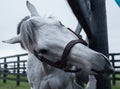 White Racehorse Royalty Free Stock Photo