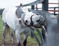 White Racehorse Royalty Free Stock Photo