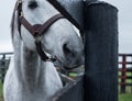 White Racehorse Royalty Free Stock Photo