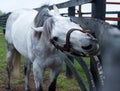 White Racehorse Royalty Free Stock Photo