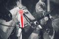 A white racehorse stands at the awarding of competition winners with rosettes Royalty Free Stock Photo