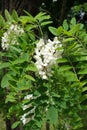 White racemes of Robinia among green leaves
