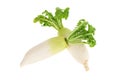 White Radish