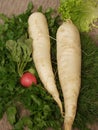 White radish Royalty Free Stock Photo
