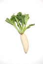 White radish on white background