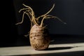 White radish background with roots on the table in light and shade Royalty Free Stock Photo