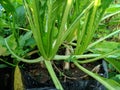 White Radish or Daikon Plant Producing Small Roots