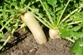 White radish - Daikon in the vegetable garden close-up Royalty Free Stock Photo