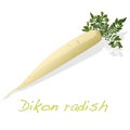 White radish. Dikon. Royalty Free Stock Photo