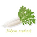 White radish. Dikon. Royalty Free Stock Photo