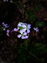 A white radish flower in Black background