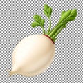 White Radish with Green Leaves Royalty Free Stock Photo