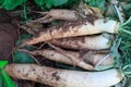 white radish growing in the garden bed. Gardening banner background with white Radish,Radish plant in sandy soil, close up.