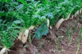 white radish growing in the garden bed. Gardening banner background with white Radish,Radish plant in sandy soil, close up.