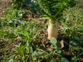 White radish growing in the garden. Fresh and green vegetable. Royalty Free Stock Photo