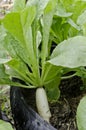 White radish growthed in recycle wheel Royalty Free Stock Photo