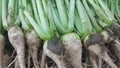 White radish roots with green leaves placed in market