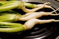 White Radish Seedlings