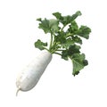 White Radish on Transparent Background - Ai Generated Royalty Free Stock Photo