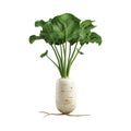 White Radish on Transparent Background - Ai Generated Royalty Free Stock Photo