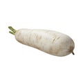 White Radish on Transparent Background - Ai Generated Royalty Free Stock Photo