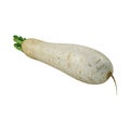 White Radish on Transparent Background - Ai Generated Royalty Free Stock Photo