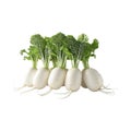 White Radish on Transparent Background - Ai Generated Royalty Free Stock Photo