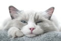 White Ragdoll Cat with Squinted Eyes Royalty Free Stock Photo