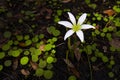 White Rain Lilly Closeup On Forest Floor