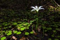 White Rain Lilly On Forest Floor Covered In Dollar Weed