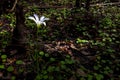 White Rain Lilly On Forest Floor