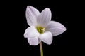 White Rain Lilly Isolated On Black